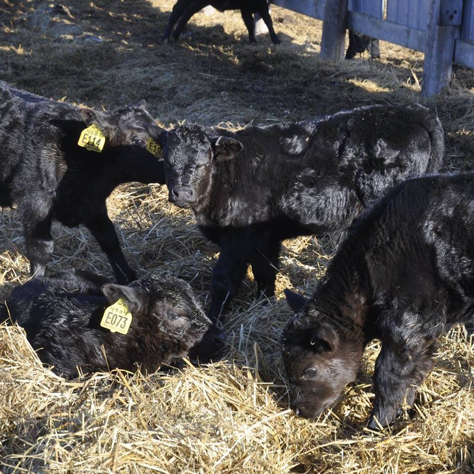 Black Angus Heifer/Bull calves for sale